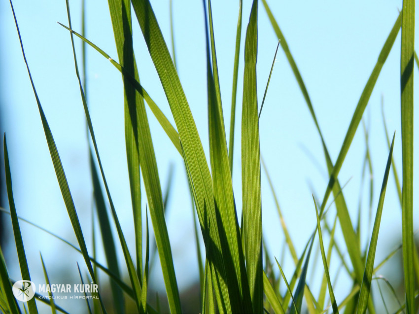 A Het Verse Babits Mihaly Esti Kerdes Magyar Kurir Katolikus Hirportal