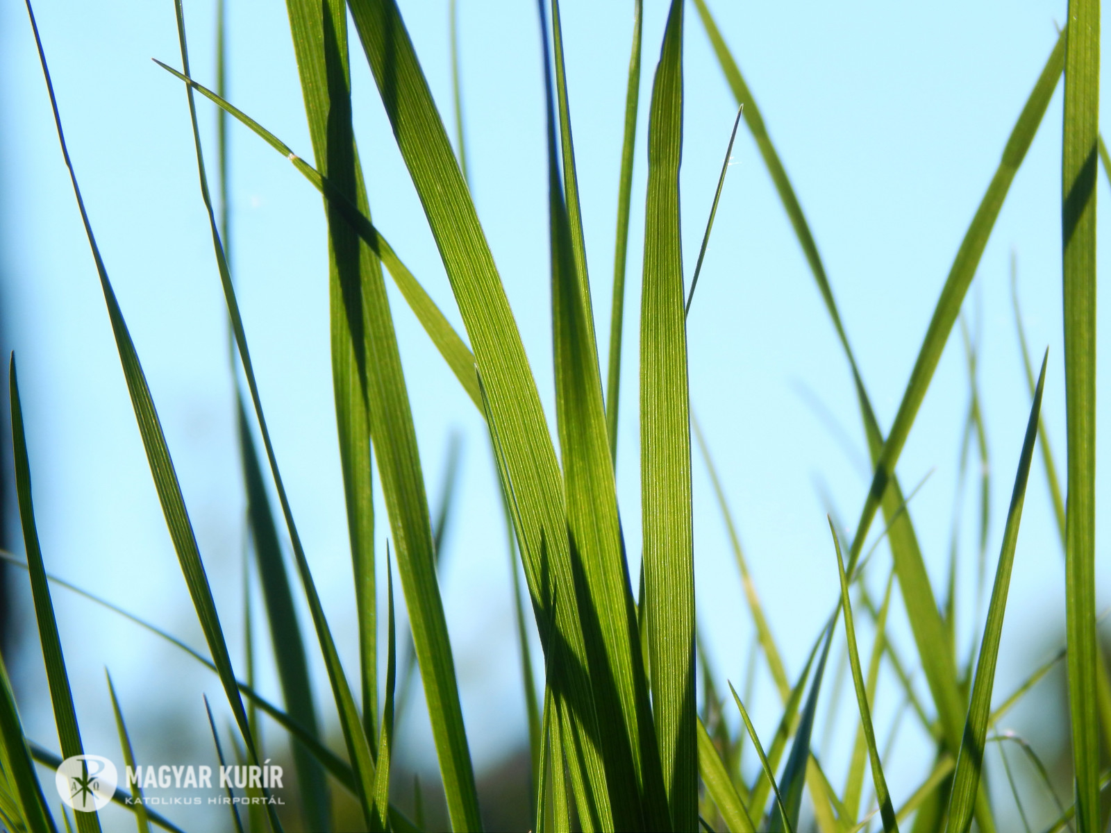 A Het Verse Babits Mihaly Esti Kerdes Magyar Kurir Katolikus Hirportal