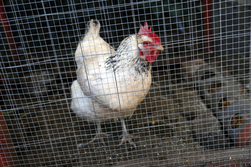 A baromfiról felváltva gondoskodnak