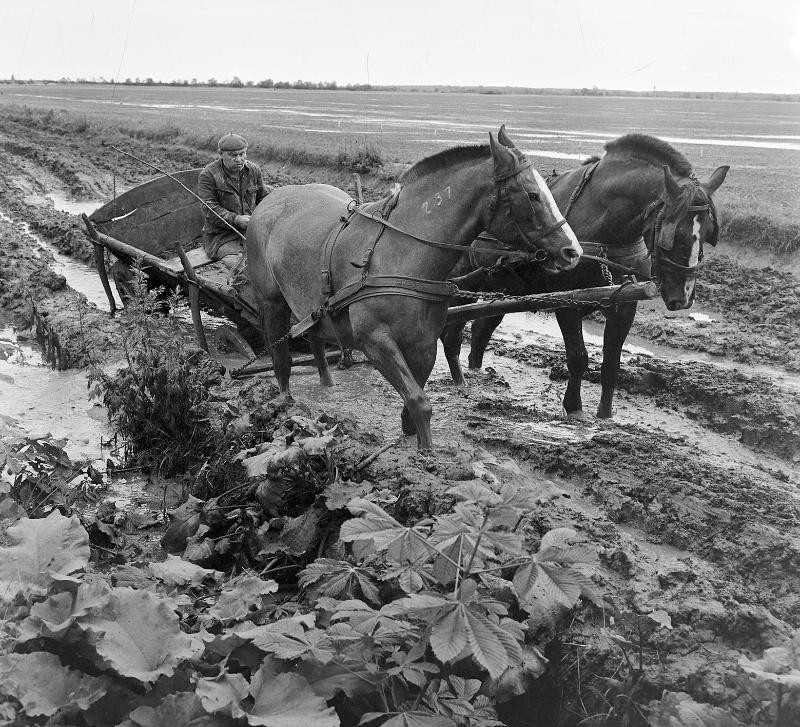 Sárba ragadt a vassurányi Magyar–Szovjet Barátság TSZ lovaskocsija 1965-ben