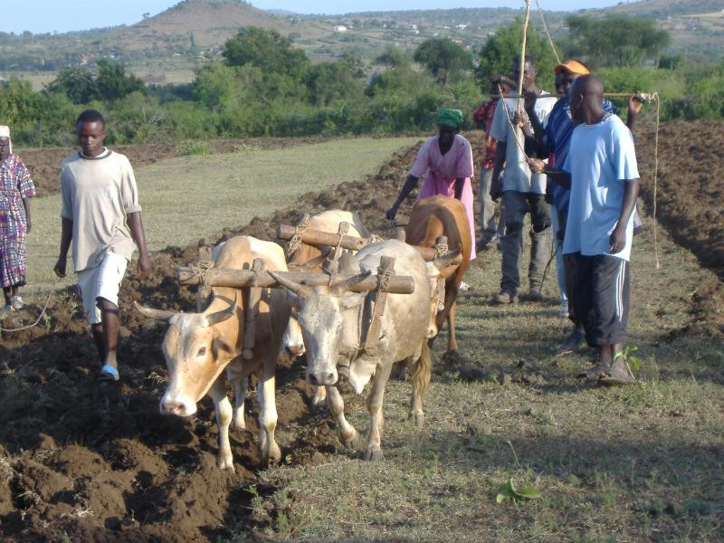 Földművelés a misszióstelep közelében