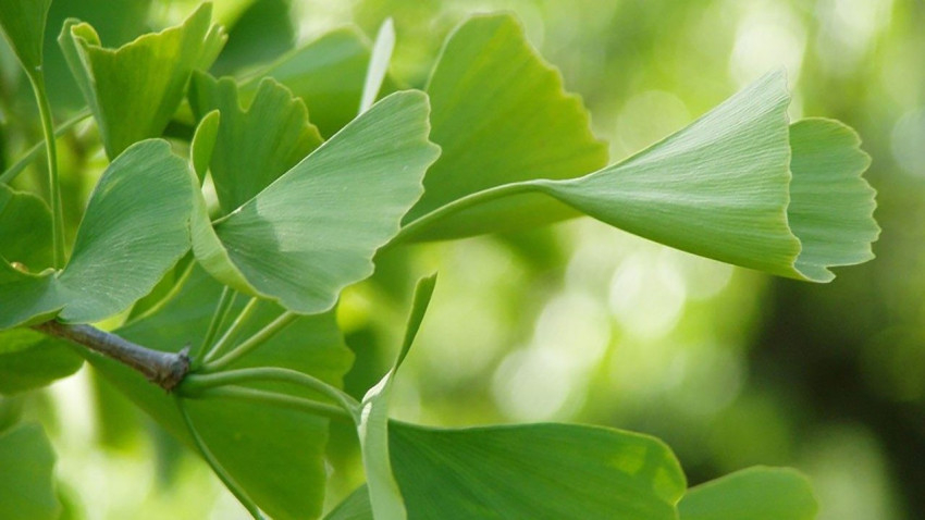 Gyógyhatású a páfrányfenyő levele