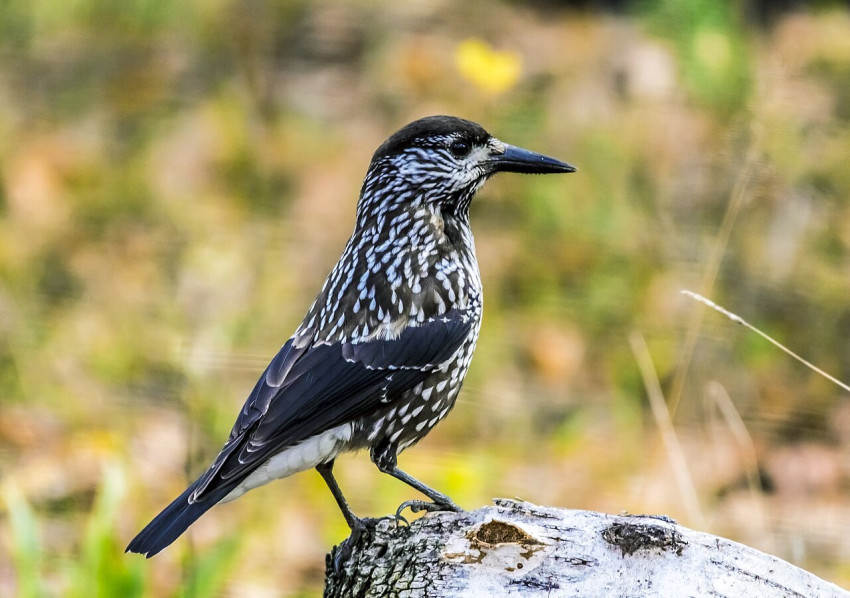 Fenyőszajkó (Forrás: andrew Kalinin/Wikipedia)