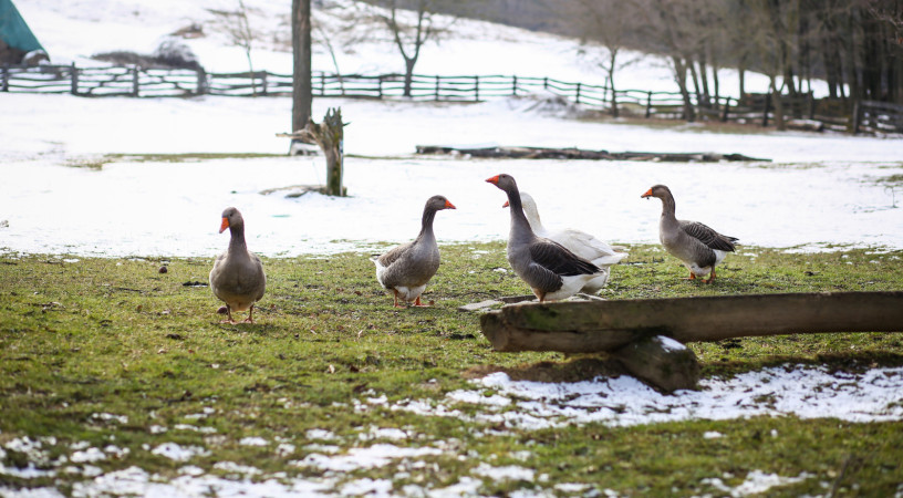 Miért ehettek böjtben szárcsát a kanonokok? – Vízimadarak és más böjti érdekességek