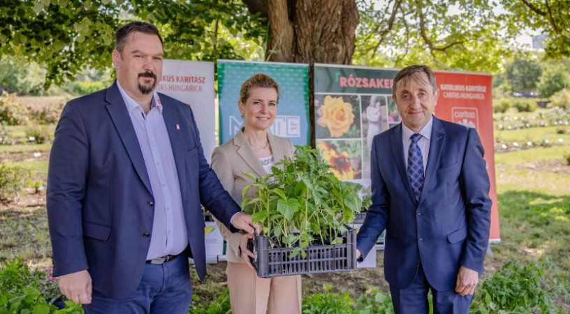 Tizenötezer palántával segíti a rászoruló családokat a Katolikus Karitász közreműködésével a MATE